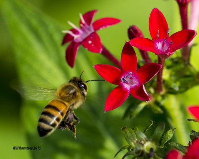 5F1A0315_Honey Bee.jpg