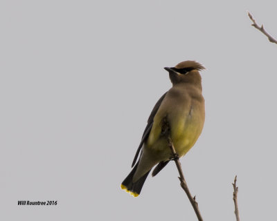 5F1A0638_Cedar Waxwing.jpg