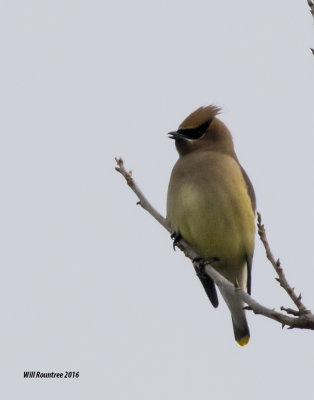 5F1A0640_Cedar Waxwing.jpg