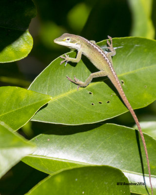 5F1A0661_Anole.jpg