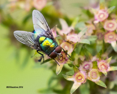 5F1A0771_Blue Bottle Fly.jpg