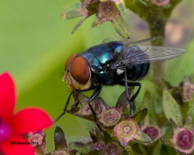 5F1A0781_Blue bottle fly.jpg