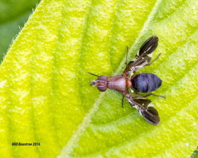 5F1A0858_Picture-wing Fly.jpg