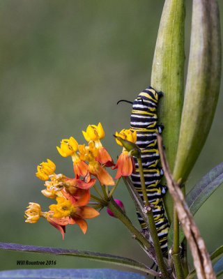5F1A0865_Monarch Larva.jpg