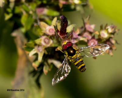 5F1A0893_Allograpta obliqua fly.jpg