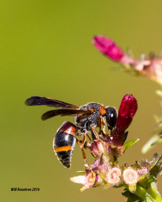 5F1A0905_Euodynerus apopkensis.jpg