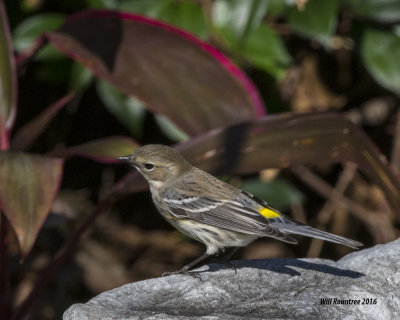 5F1A0917_Yellow-rump Warbler.jpg