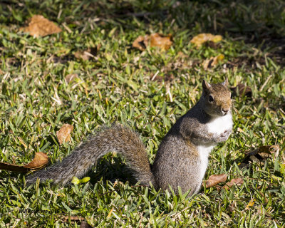 5F1A0949_Hazel my Gray Squirrel.jpg