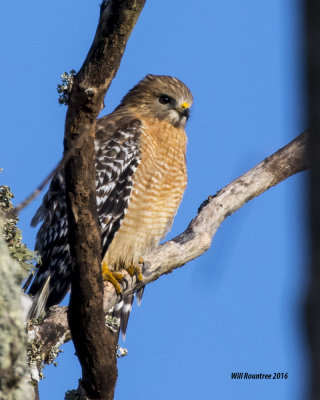 5F1A0969_Red-shouldered Hawk.jpg