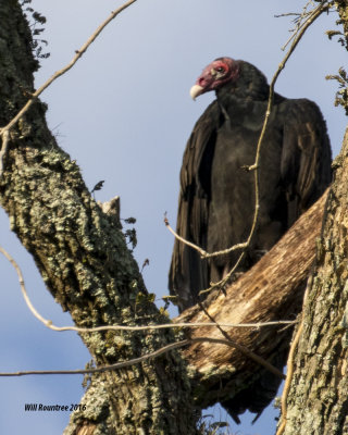 5F1A0972_Turkey Vulture.jpg