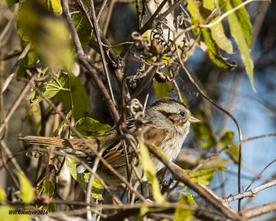 5F1A1014_Swamo Sparrow.jpg