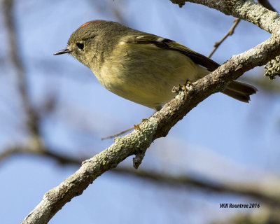 5F1A1033_Ruby-crowned Kinglet.jpg