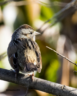 5F1A1043_Swamp Sparrow.jpg