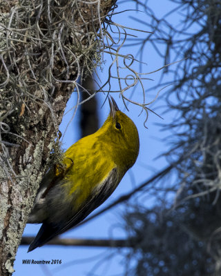 5F1A1088_Pine Warbler.jpg