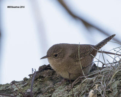 5F1A1099_Winter Wren.jpg