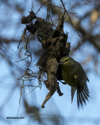 5F1A1158_Orange-crowned Warbler.jpg