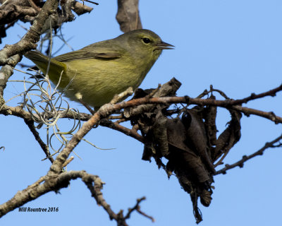 5F1A1171_Orange-crowned Warbler.jpg