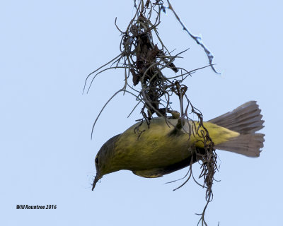 5F1A1197_Orange-crowned Warbler.jpg
