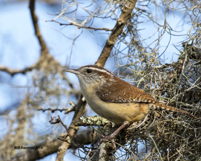 5F1A1224_Carolina Wren.jpg