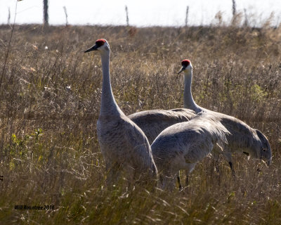 5F1A1432_Sandhill Crane.jpg