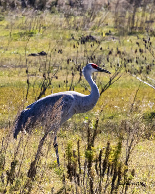 5F1A1486_Sandhill Crane.jpg