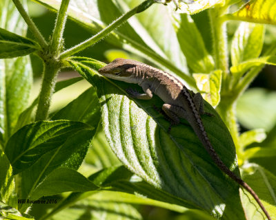 5F1A1575_Anole.jpg