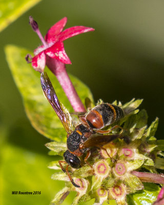 5F1A1625 Euodynerus apopkensis.jpg