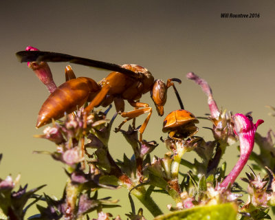 5F1A1639_Red Wasp and Ladybug.jpg