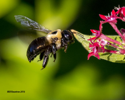 5F1A1671 Eastern Carpenter Bee.jpg