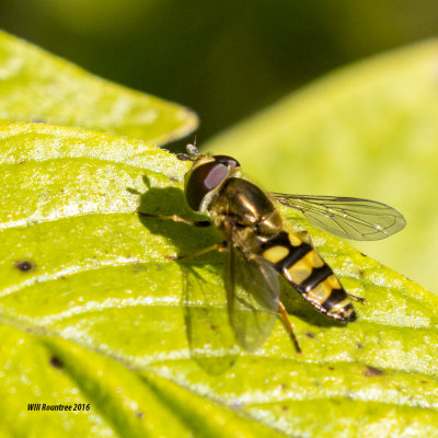 5F1A1727_Allograpta fly.jpg