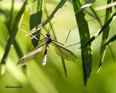 5F1A1731_Crane Fly.jpg