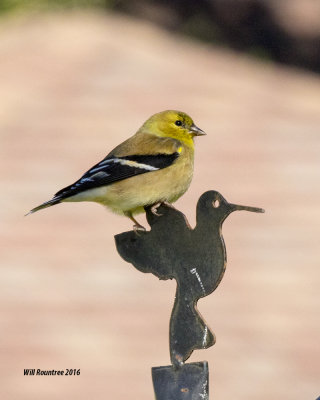 5F1A1761_American Goldfinch.jpg