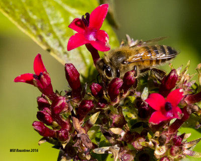 5F1A1794_Honey Bee.jpg