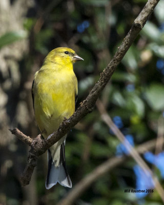 5F1A1810_American Goldfinch.jpg