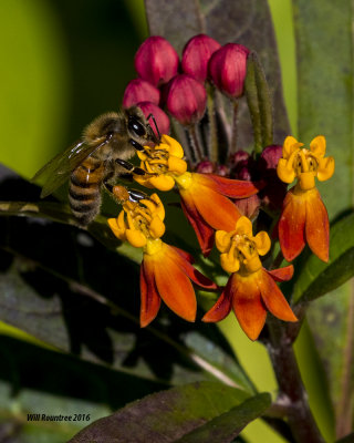 5F1A1816_Honey Bee.jpg