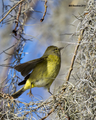 5F1A1950_Orange-crowned Warbler.jpg