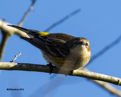 5F1A1978_Yellow-rumped Warbler.jpg