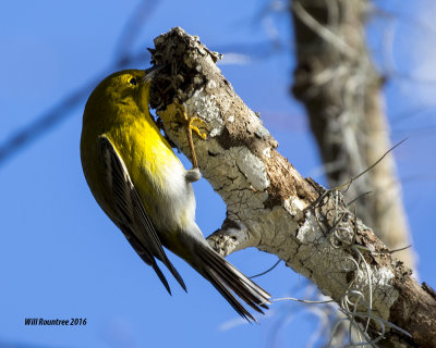 5F1A1986_Pine Warbler.jpg
