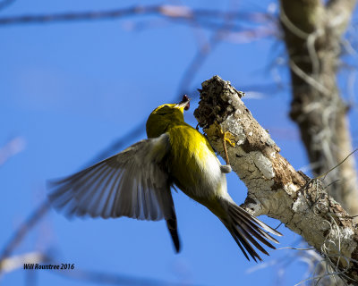 5F1A1989_Pine Warbler.jpg