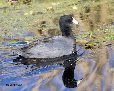 5F1A2037_American Coot.jpg