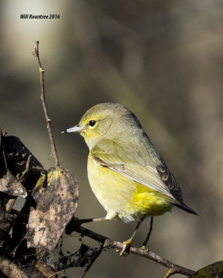 5F1A2060_Orange-crowned Warbler.jpg