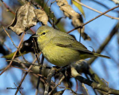 5F1A2065_Orange-crowned Warbler.jpg