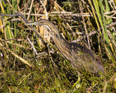 5F1A2125_American Bittern.jpg