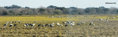 5F1A2133_Sandhill Cranes.jpg
