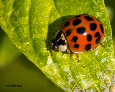 5F1A2220_Ladybug.jpg