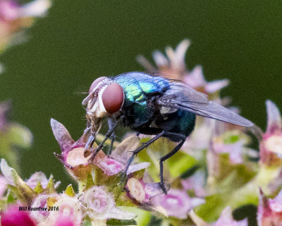 5F1A2288_Blue Bottle Fly.jpg