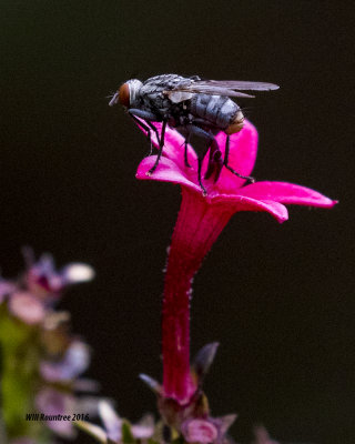 5F1A2316_Small fly.jpg