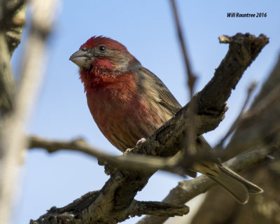 5F1A2374_House Finch.jpg