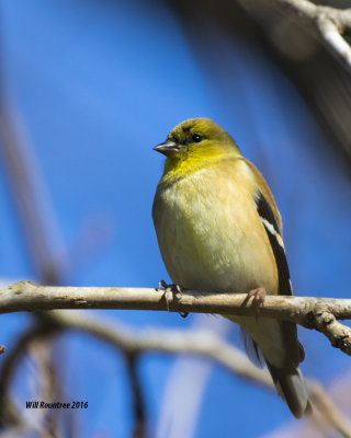 5F1A2392_American Goldfinch.jpg
