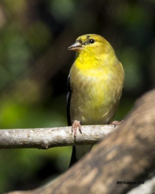 5F1A2400 American Goldfinch.psd